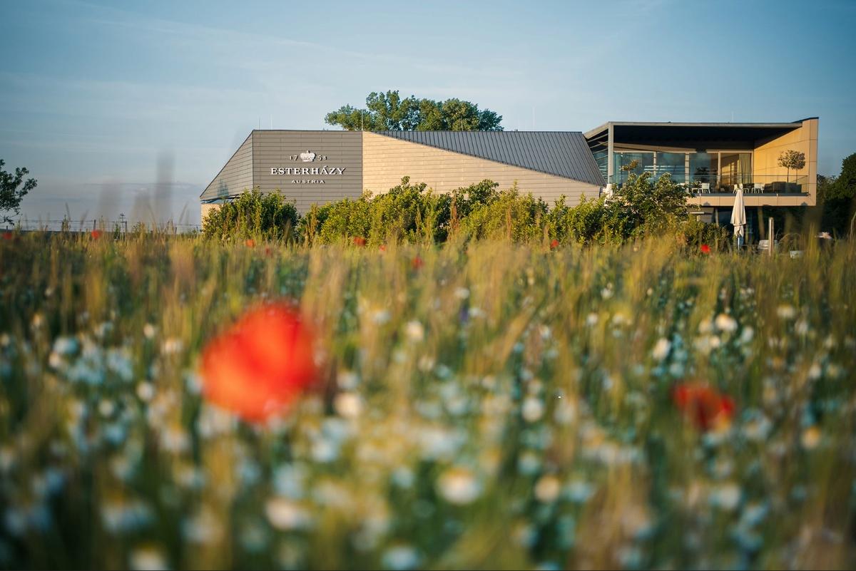 Producer Profile: Weingut Esterházy